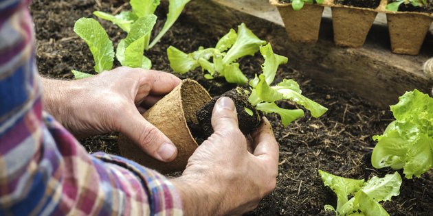 Planting seedlings from pot
