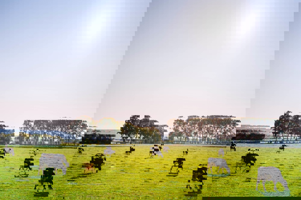Cows grazing on a grassy field