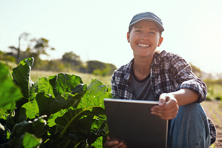 Agricultural worker in lettuce field